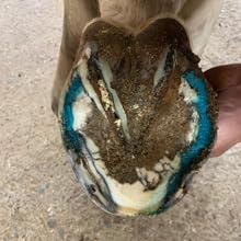 B Gone, White Line Treatment - Official Store, for Equestrians, Horses with Whiteline Disease, Seedy Toe, Horse Care, White Line Prevention, Easy Apply Bottle