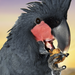 Oven Fresh Bites, Natural Baked Avian Diet, All-Natural Bird Food, Whole Grain, Medium Parrot, 28 Oz