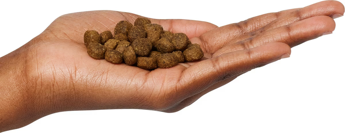 Next Level, Super Premium Dog Food – Ocean Catch – Dry Kibble for Adult Dogs of All Breeds – 24% Protein, Fish with Gluten Free Grains (4 Pound)