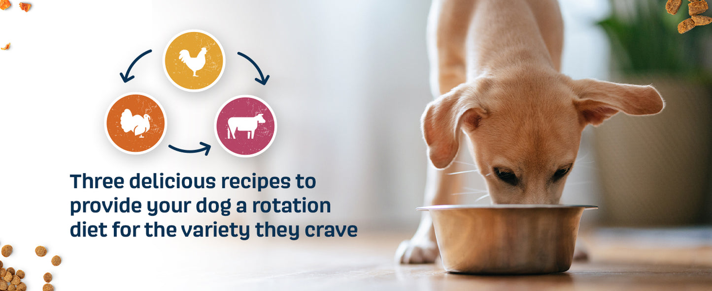 NAAVI, Natural Dog Food - Slow-Roasted Beef Bowl with Ancient Grains, Vegetables & Fruits - Ideal Wet/Dry Meal or Premium Dog Food Toppers for Picky Eaters (4 lbs)