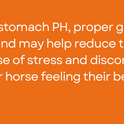 Ramard, Total Gut Health Equine Digestive Support - Equine Gut Health Supplement Probiotics for Horses, Healthy Gut Vitamins, Gastric Relief, Optimum Digestive Health for Horses 1.12lb, 30-Day Supply