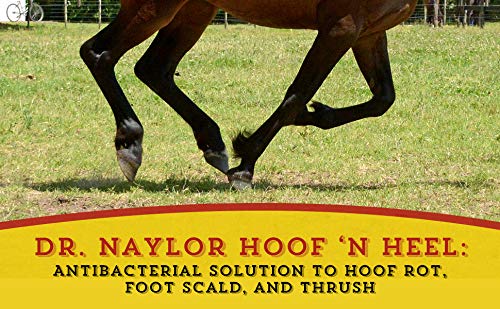 Dr. Naylor, Hoof 'N Heal, Hoof Rot Foot Rot Wound Care, 16oz, Sheep Goat Cow Horse, 1-pack