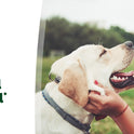 TropiClean, Fresh Breath Dog Toothpaste for Teeth Cleaning, Breath Freshener, Easy to Use Plaque & Tartar Remover Gel, No Toothbrush Needed, 4oz.