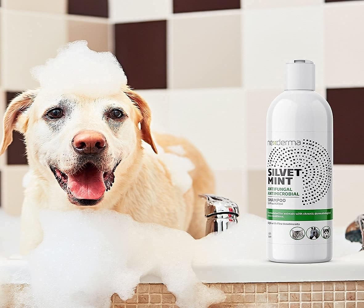 NEXDERMA, Natural Colloidal Medicated Pet Shampoo for Dogs and Cats - Tearless Hypoallergenic, Soap Free with Coconut Oil and Mint, Relief for Allergies, Odor, Itchy, Dry, Irritated Skin - 16oz, 1Pack