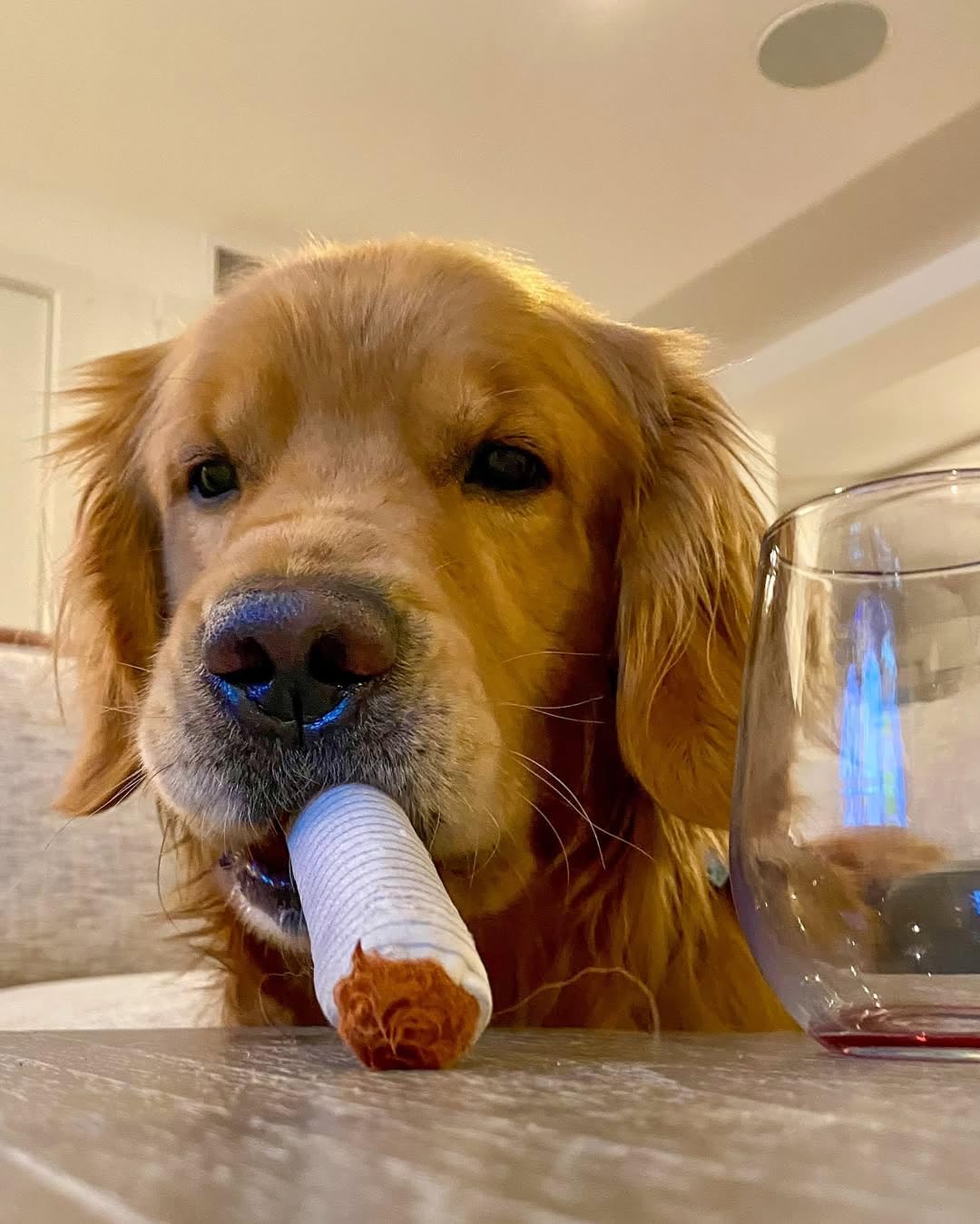 Nocciola, 3 Packs Squeaky Puff Stick Toys with a Box, Funny Interactive Plush Dog Toys, Pitbull Husky Frenchie Pug Stuffed Puppy Toys for Small to Medium Breed, Dog Accessories Boy Gift