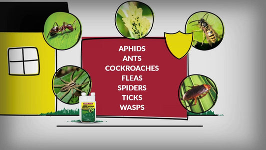 Compare-N-Save, Concentrate Indoor and Outdoor Insect Control, 32-Ounce