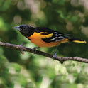 First Nature, 32-Ounce Oriole Feeder - Larger Feeding Ports