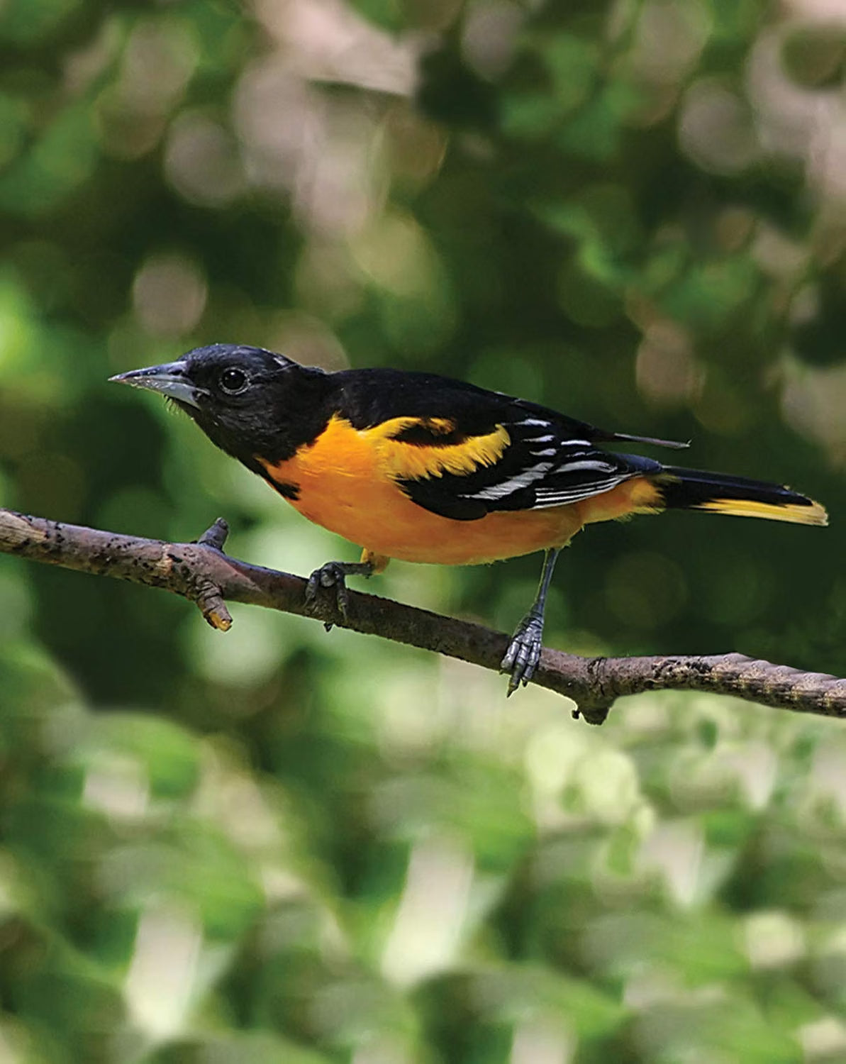 First Nature, 32-Ounce Oriole Feeder - Larger Feeding Ports