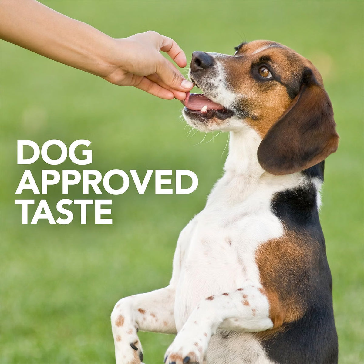 Vet's Best, Probiotic Soft Chews for Dogs, Digestive Aid, 30 Day Supply