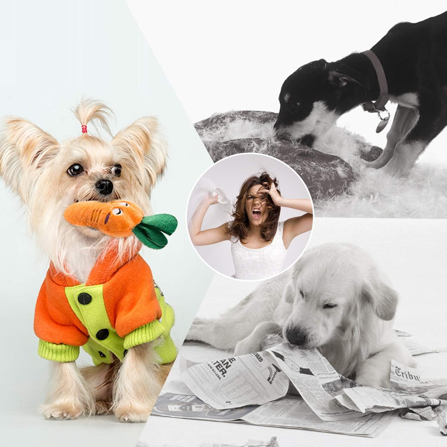 Nocciola, Dog Squeaky Toys, Plush Small Dog Toys for Dogs, Stuffed with Squeakers,12 pcs Puppy Toys with a Carrying Bag for Small Medium Size