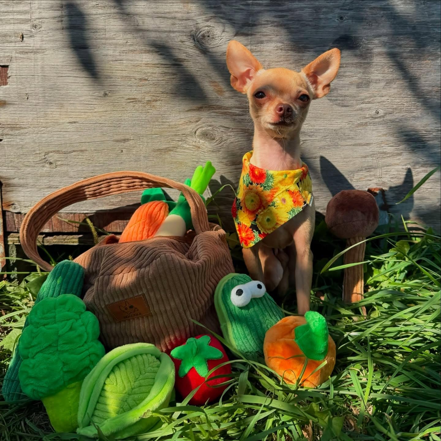 Nocciola, Squeaky Fruits Veggies Stuffed Dog Toys Pack- Hide Seek Grocery Basket Crinkle Plush Puppy Toys to Keep Busy, Birthday Pet Supplies Gifts for Small Medium Breeds