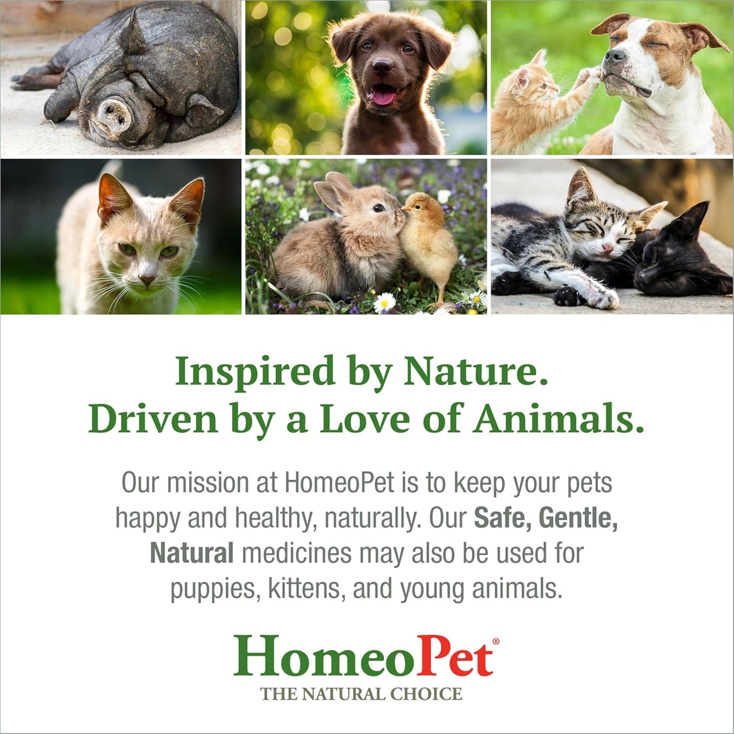 HomeoPet, Feline Purr Dental Safe and Natural Tooth and Dental Care for Cats 15 Milliliters