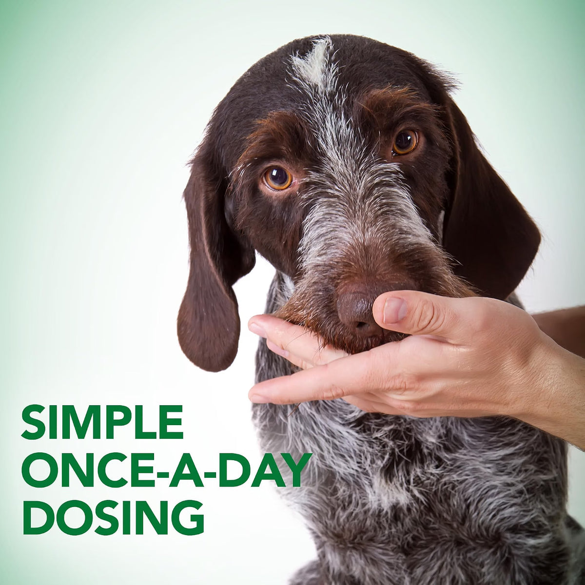 Vet's Best, Probiotic Soft Chews for Dogs, Digestive Aid, 30 Day Supply