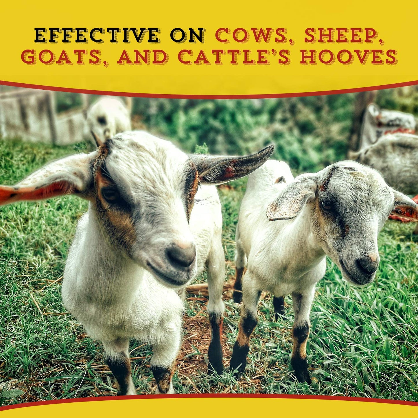 Dr. Naylor, Hoof 'N Heal, Hoof Rot Foot Rot Wound Care, 16oz, Sheep Goat Cow Horse, 1-pack