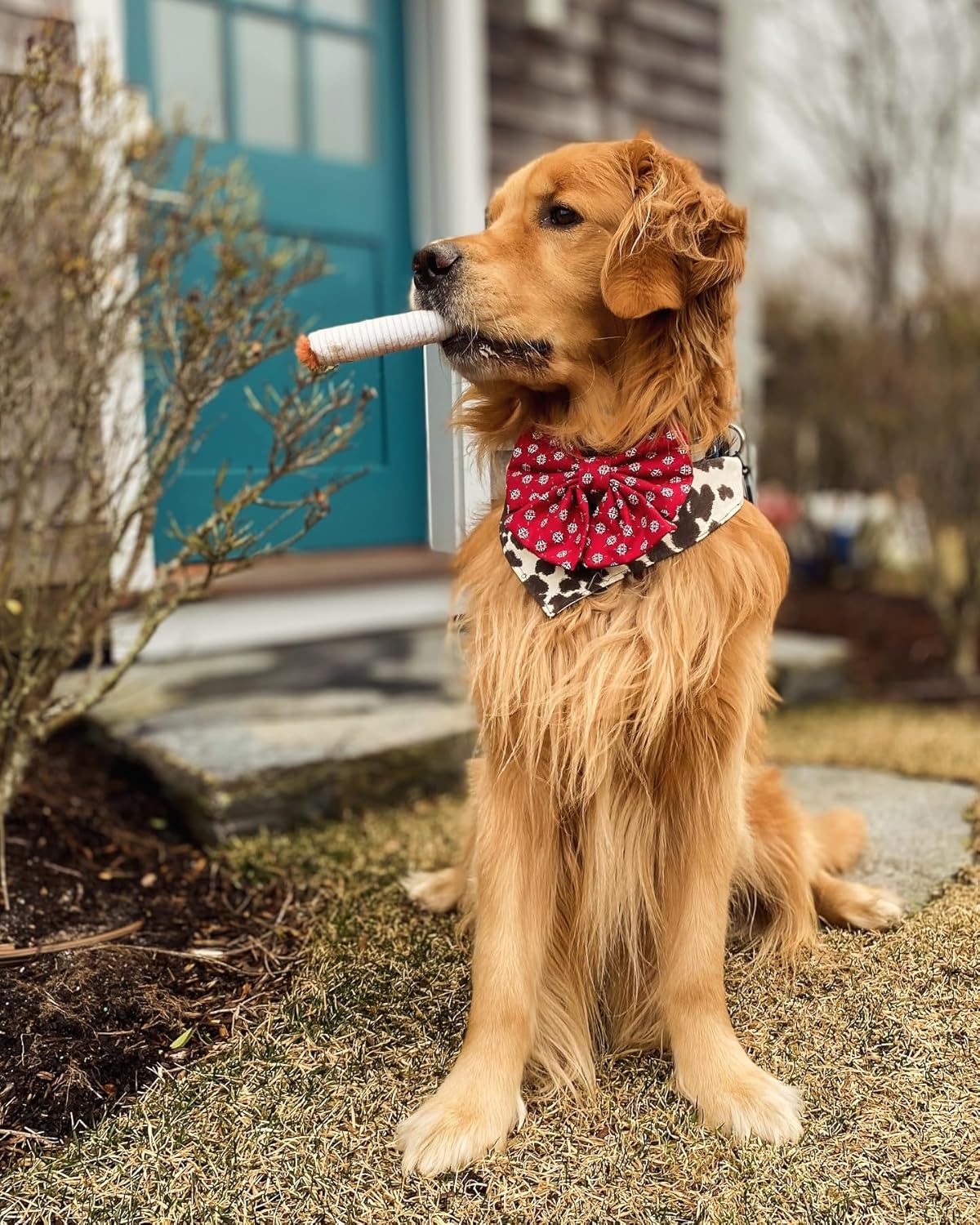 Nocciola, 3 Packs Squeaky Puff Stick Toys with a Box, Funny Interactive Plush Dog Toys, Pitbull Husky Frenchie Pug Stuffed Puppy Toys for Small to Medium Breed, Dog Accessories Boy Gift