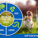 Adams Plus, Flea & Tick Prevention Spot On for Dogs 61-150 Pounds, 12 Weeks & Older, 3-Month Supply, Kills Fleas, Flea Eggs, Flea Larvae & Brown Dog & Deer Ticks, Kills & Repels Mosquitoes For 30 Days
