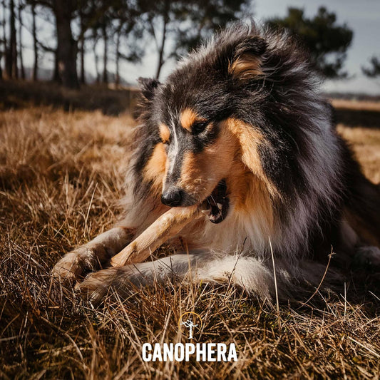 Canophera, Coffee Wood Dog chew Sticks for Regular chewers - Size Large