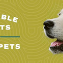 ALZOO, Plant Based Flea & Tick Squeeze-On for Dogs, Helps Repel Fleas, Ticks & Mosquitos, Up to 3-Months Protection, Plant-Based Active Ingredients, Water-Resistant, 3 EZ-On Applicators Per Pack