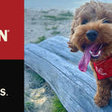 Redbarn, Bully Slims Esophagus Dog Treats – Single Protein Made with 100% Natural Beef Esophagus, Slow-Roasted for Maximum Flavor – No Rawhide, Highly Digestible Chew, Gluten-Free - 9.4 oz (Pack of 2)