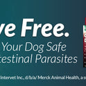 Merck, SAFE-GUARD (fenbendazole) Canine Dewormer for Dogs, 2gm pouch (ea. pouch treats 20lbs.), Blue, 0.07 Ounce (Pack of 3) (033576/001-033576)