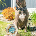 Claudia'S Canine Cuisine Peanut Butter Dog Cookies, 10-Ounce, Happy Birthday, Blue